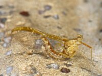 Haft spec #09038 : Ephemeroptera, Eendagsvliegen