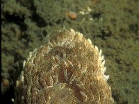 Aeolidia papillosa 5, Vlokkige zeenaaktslak, Saxifraga-Eric Gibcus