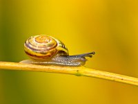 Small snail on twig  Small snail on twig with yellow background : animal, branch, close, close-up, closeup, crawl, fauna, foot, funny, garden, gastropod, green, hide, horizontal, horns, house, isolated, leg, macro, mollusk, nature, one, outdoor, shell, slime, slimy, slow, small, snail, up, wild, wilderness, wildlife, yellow
