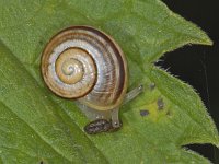 Cepaea nemoralis #08081 : Cepaea nemoralis, Brown-lipped snail, Gewone tuinslak