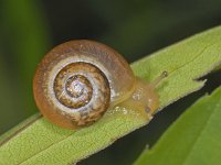 Cepaea nemoralis #08083 : Cepaea nemoralis, Brown-lipped snail, Gewone tuinslak