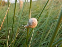 Theba pisana 5, Zandslak, Saxifraga-Peter Meininger