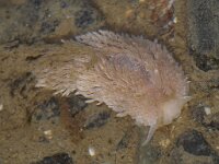 Aeolidia papillosa 8, Vlokkige zeenaaktslak, Saxifraga-Foto Fitis-Sytske Dijksen