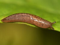 Ambigolimax valentianus 4, Spaanse aardslak, Saxifraga-Tom Heijnen