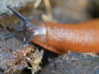 Arion 2, Wegslak, Saxifraga-Tom Heijnen