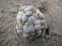 Buccinum undatum 11, Wulk, Saxifraga-Bart Vastenhouw