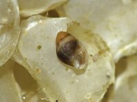 Buccinum undatum 18, Wulk, juv, Saxifraga-Foto Fitis-Sytske Dijksen