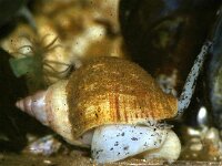 Buccinum undatum 19, Wulk, juv, Saxifraga-Foto Fitis-Sytske Dijksen