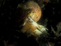 Buccinum undatum 6, Wulk, Saxifraga-Eric Gibcus