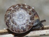 Candidula intersecta 2, Grofgeribde grasslak, Saxifraga-Foto Fitis-Sytske Dijksen