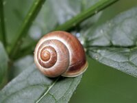 Cepaea hortensis 3, Witgerande tuinslak, Saxifraga-Tom Heijnen