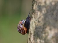 Cepaea nemoralis 13, Zwartgerande tuinslak, Saxifraga-Rudmer Zwerver