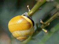 Cepaea nemoralis 4, Zwartgerande tuinslak, Saxifraga-Tom Heijnen