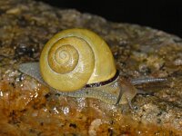 Cepaea nemoralis #08534 : Cepaea nemoralis, Brown-lipped snail, Gewone tuinslak, Juveniel