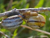 Cornu aspersum 20, Segrijnslak, copula, Saxifraga-Foto Fitis-Sytske Dijksen