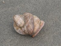 Crepidula fornicata 10, Muiltje, Saxifraga-Willem van Kruijsbergen