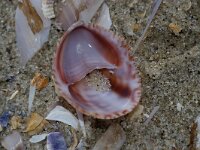 Crepidula fornicata 4, Muiltje, Saxifraga-Foto Fitis-Sytske Dijksen