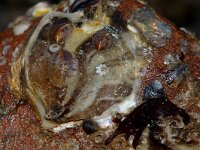 Crepidula fornicata 6, Muiltje, Saxifraga-Foto Fitis-Sytske Dijksen