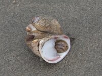 Crepidula fornicata 9, Muiltje, Saxifraga-Willem van Kruijsbergen