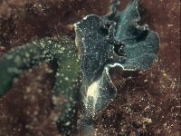 Elysia viridis 6, Groene wierslak, Saxifraga-Eric Gibcus