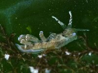 Eubranchus rupium 2, Noordelijke knuppelslak, Saxifraga-Foto Fitis-Sytske Dijksen