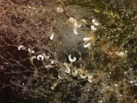 Eubranchus rupium 3, Noordelijke knuppelslak, eggs, Saxifraga-Foto Fitis-Sytske Dijksen