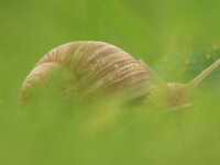 Helix pomatia 18, Wijngaardslak, Saxifraga-Mark Zekhuis