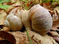 Helix pomatia 21, Wijngaardslak, Saxifraga-Hans Grotenhuis