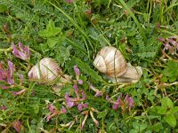 Helix pomatia 22, Wijngaardslak, Saxifraga-Hans Grotenhuis