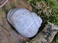 Helix pomatia 23, Wijngaardslak, Saxifraga-Tom Heijnen