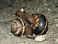 Helix pomatia 24, Wijngaardslak, Saxifraga-Foto Fitis-Sytske Dijksen