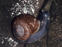 Leptaxis undata 2, Saxifraga-Foto Fitis-Sytske Dijksen