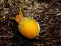 Littorina littorea 8, Alikruik, Saxifraga-Foto Fitis-Sytske Dijksen