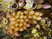 Nucella lapillus 5, Purperslak, Saxifraga-Foto Fitis-Sytske Dijksen