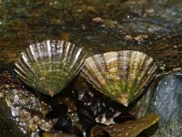 Patella vulgata 4, Schaalhoren, Saxifraga-Foto Fitis-Sytske Dijksen