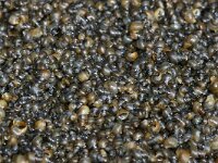 Peringia ulvae 2, Wadslakje, Saxifraga-Foto Fitis-Sytske Dijksen