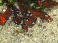 Peringia ulvae 3, Wadslakje, Saxifraga-Foto Fitis-Sytske Dijksen