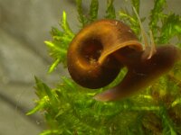 Planorbarius corneus 2, Grote posthoornslak, Saxifraga-Kees Marijnissen