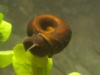 Planorbarius corneus 3, Grote posthoornslak, Saxifraga-Kees Marijnissen