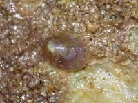 Tectura virginea 3, Gewone schotelhoren, Saxifraga-Foto Fitis-Sytske Dijksen