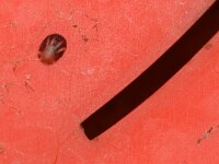 Tectura virginea 4, Gewone schotelhoren, Saxifraga-Foto Fitis-Sytske Dijksen