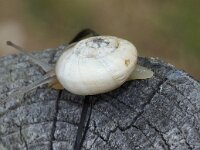 Theba pisana 2, Zandslak, Saxifraga-Foto Fitis-Sytske Dijksen