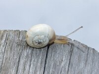 Theba pisana 4, Zandslak, Saxifraga-Foto Fitis-Sytske Dijksen