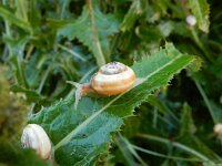 Theba pisana 6, Zandslak, Saxifraga-Peter Meininger