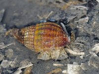 Tritia reticulata 2, Gevlochten fuikhoren, Saxifraga-Foto Fitis-Sytske Dijksen