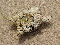 Tritia 2, sp, Fuikhoren, eggs, Saxifraga-Foto Fitis-Sytske Dijksen