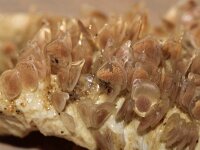 Tritia 3, sp, Fuikhoren, eggs, Saxifraga-Foto Fitis-Sytske Dijksen