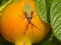 Acanthosoma haemorrhoidale 7, larva, Foto Fitis-Sytske Dijksen