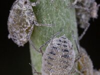 Brevicoryne brassicae 6, Melige koolluis, Saxifraga-Luk Hoogenstein : Lunetten