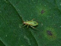 Campyloneura virgula 13, Bonte geelschild, Saxifraga-Foto Fitis-Sytske Dijksen